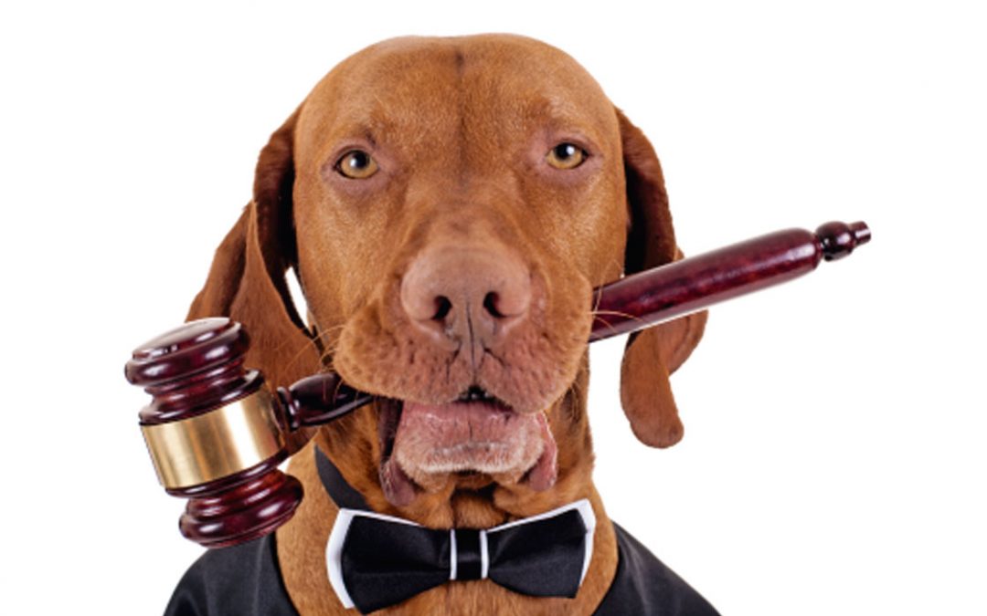 O Direito dos Animais no Brasil